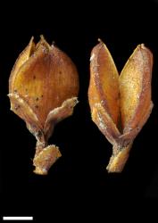 Veronica rigidula var. rigidula. Capsules. Scale = 1 mm.
 Image: P.J. Garnock-Jones © P.J. Garnock-Jones CC-BY-NC 3.0 NZ